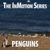 Penguins - The In Motion Series